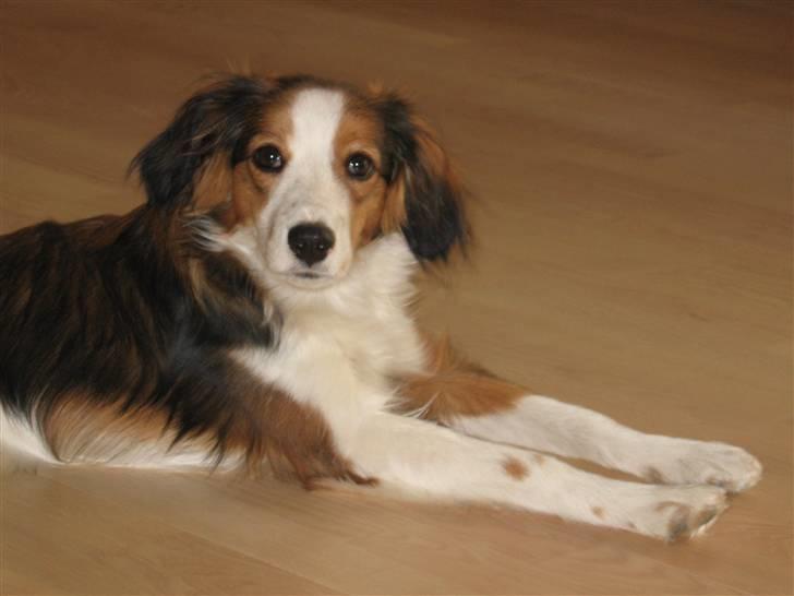 Kooikerhondje Dixie ** solgt ** billede 9