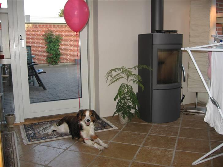 Kooikerhondje Dixie ** solgt ** billede 10