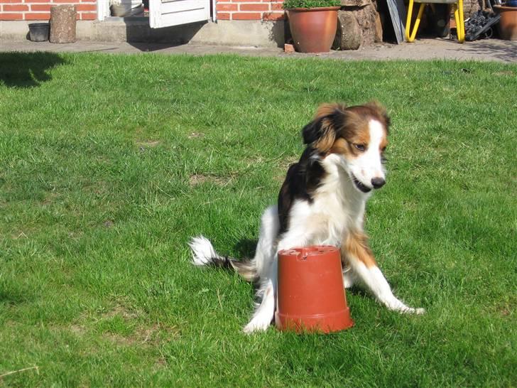Kooikerhondje Dixie ** solgt ** billede 11
