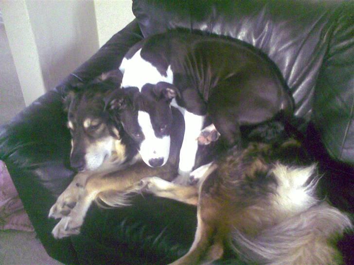 Amerikansk staffordshire terrier Mason - Man bliver da aldrig for stor til at ligge oven på sin storbror :o)  billede 15