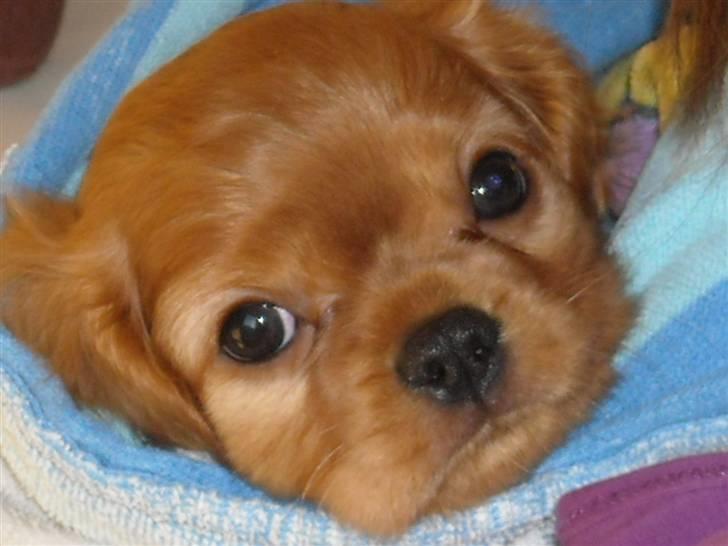 Cavalier king charles spaniel Minnie - Hejsa ! Jeg hedder Minnie! billede 1