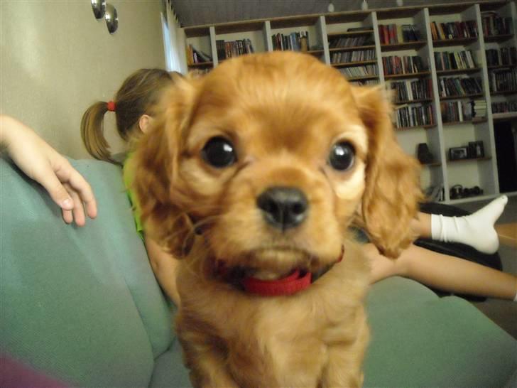 Cavalier king charles spaniel Minnie billede 2