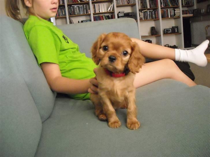 Cavalier king charles spaniel Minnie billede 3