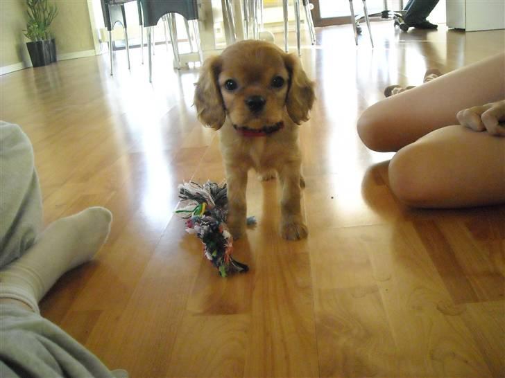 Cavalier king charles spaniel Minnie billede 4