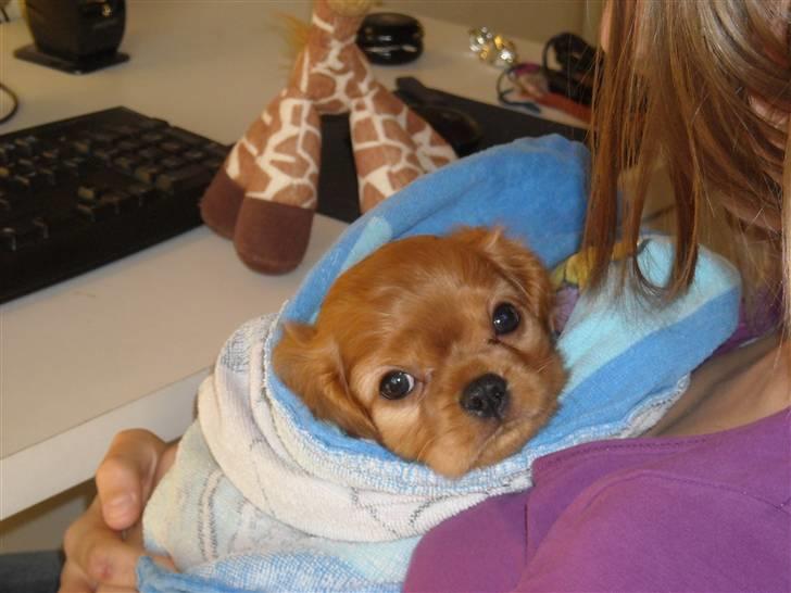 Cavalier king charles spaniel Minnie billede 5