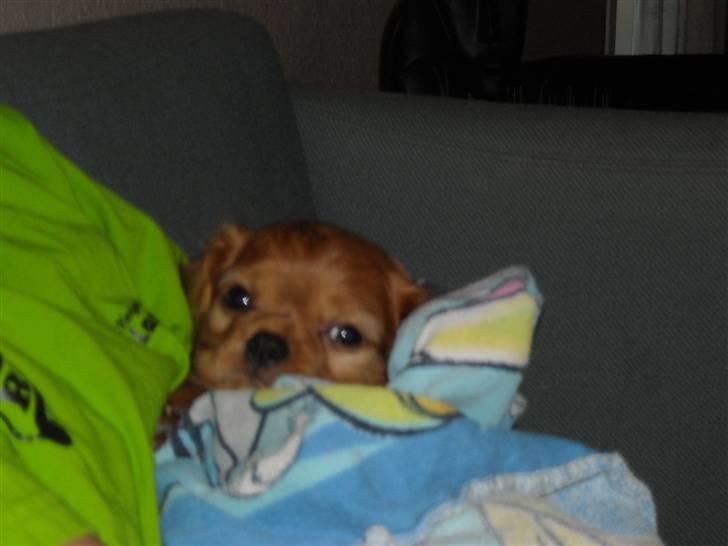 Cavalier king charles spaniel Minnie billede 6