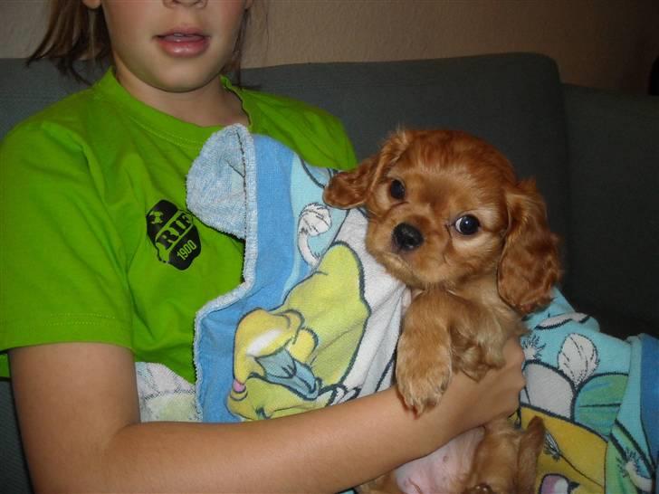 Cavalier king charles spaniel Minnie billede 7