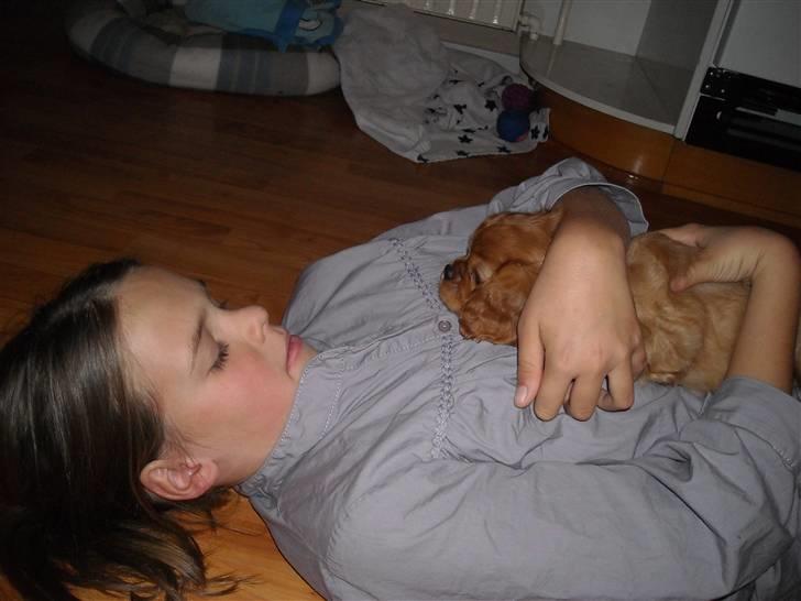 Cavalier king charles spaniel Minnie - Første dag Minnie er herhjemme. Her putter Kathrine med hende ;)  billede 8