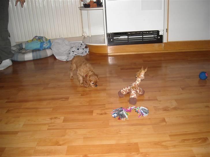 Cavalier king charles spaniel Minnie - Minnie snuser og er ved at finde ud af hvor hun er :D billede 9