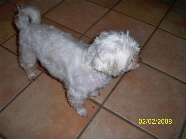 Malteser Sunny billede 4