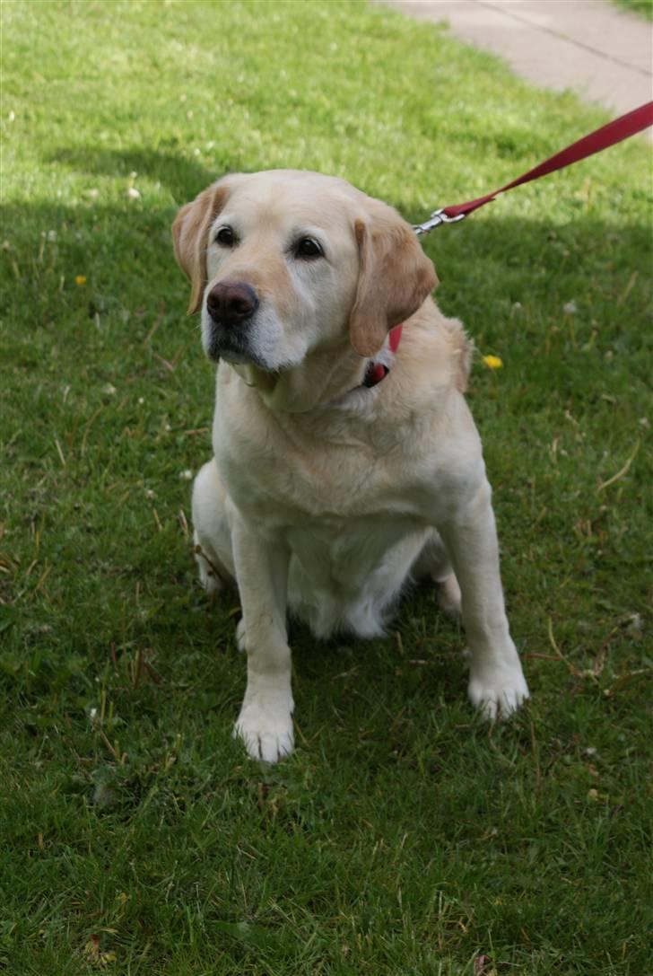 Blanding af racer Trunte R.I.P. - Maj 2009 (Fotograf: Freja Holst Nielsen) billede 15