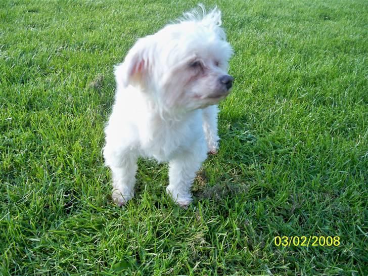 Malteser Sunny billede 5