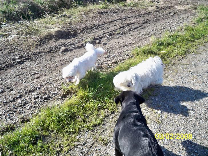Malteser Sunny - dejligt at komme ud og afmærke sit terotorium billede 6