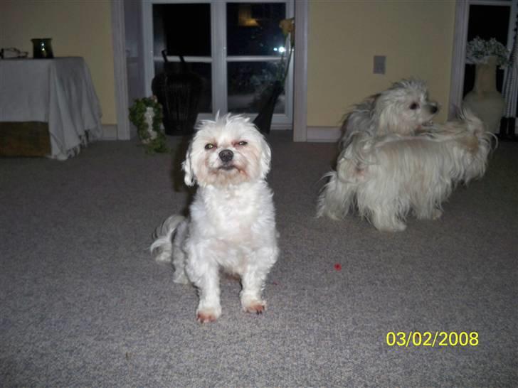 Malteser Sunny - Damerne slås om hvem som skal lege med ham først billede 8