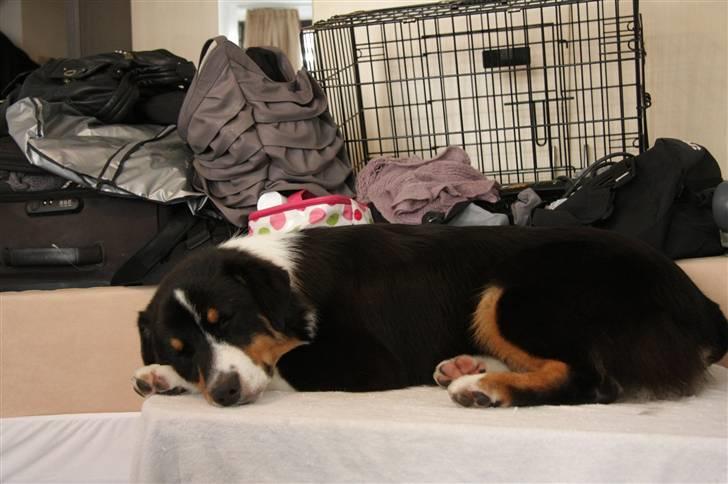 Australian shepherd Travis - Et af de få øjeblikke Travis sov i Bratislava til Verdensudstilling... billede 9