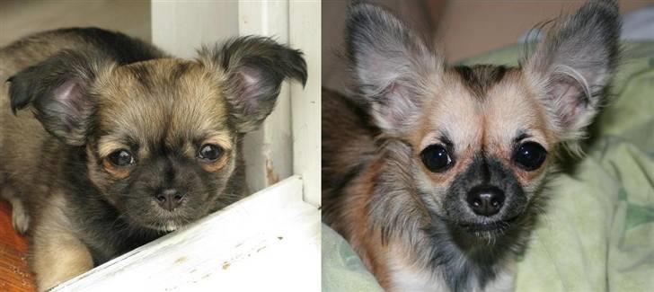 Chihuahua Chiva (Udstationeret) - SIKKE en forandring....Chiva -  7 uger/ 6 mdr. billede 17