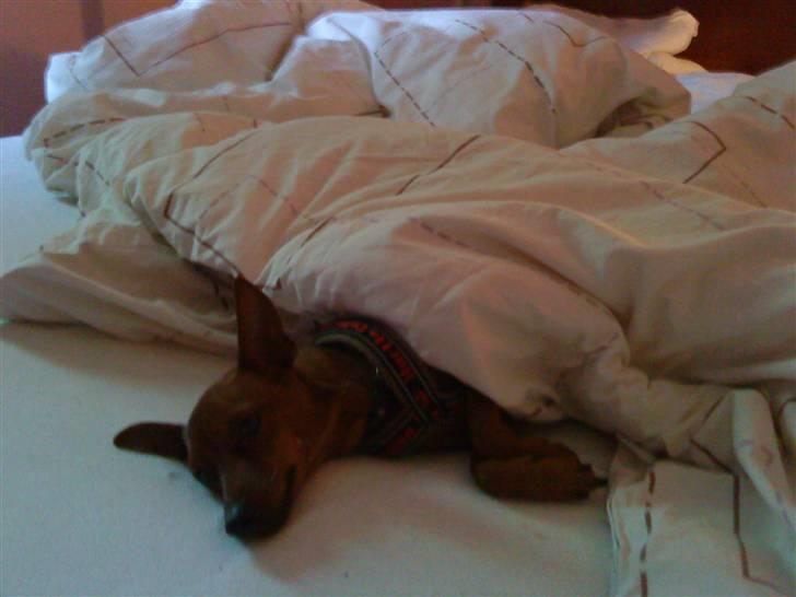 Dvaergpinscher Juno - Juno putter i sengen <33 billede 6