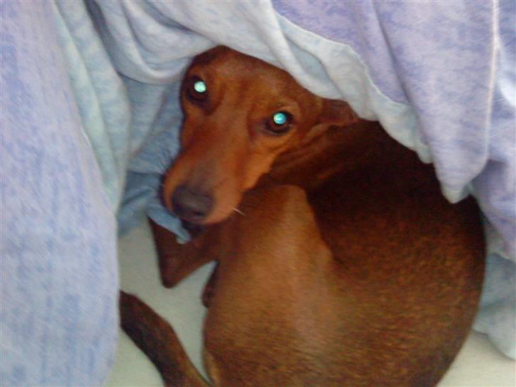 Dvaergpinscher Juno - Taget på fers gerning i at ligge i min seng ^^ -.-´ ^^ billede 7