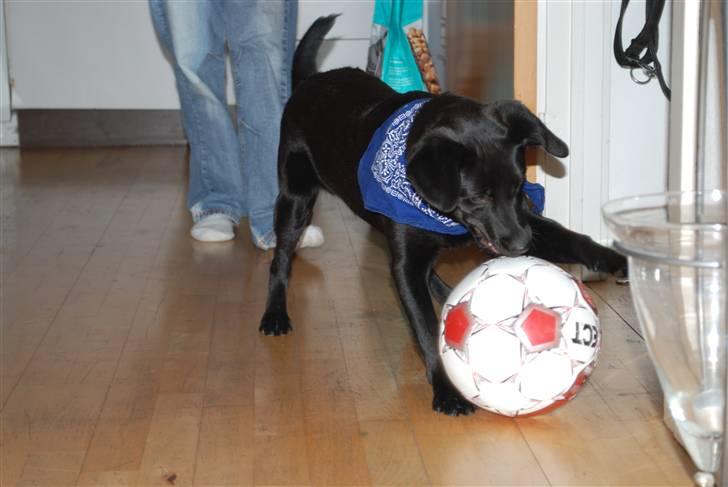 Blanding af racer Tyson billede 13