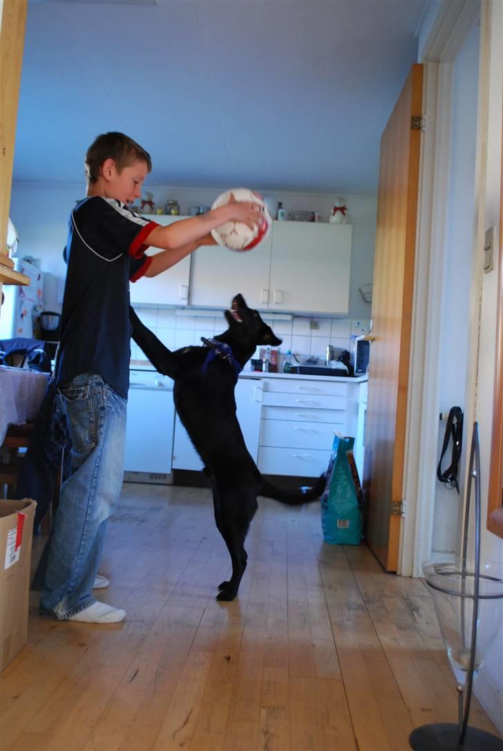 Blanding af racer Tyson billede 14