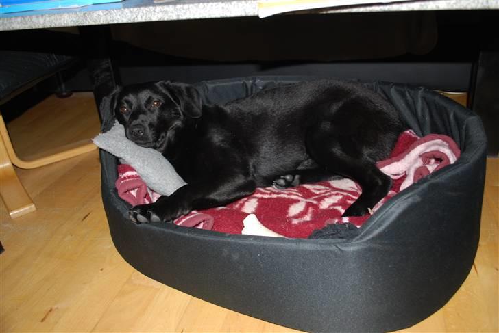 Blanding af racer Tyson - 10/12-2007 billede 15