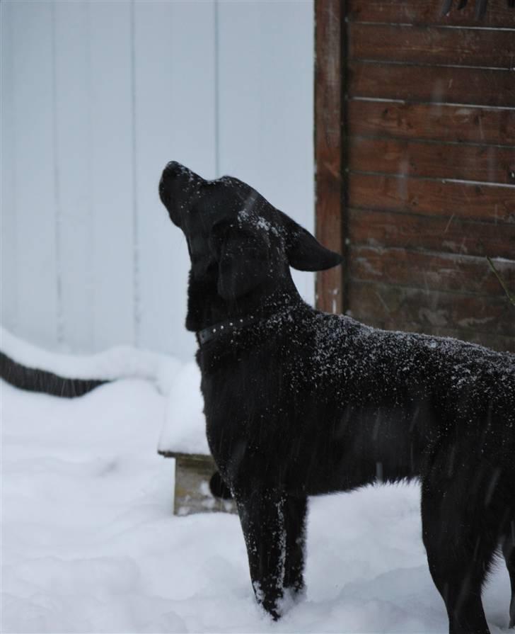 Blanding af racer Tyson - 17/12-2007 " Hva er dog det der kommer ned?" Tyson i sneen for første gang... billede 16