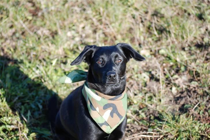 Blanding af racer Tyson - 18/10-2009 billede 17