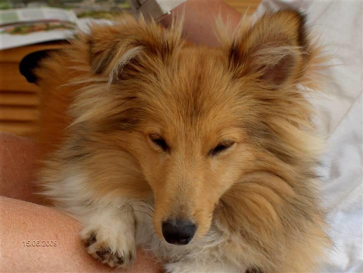 Shetland sheepdog Petter Poulsgaards  billede 1