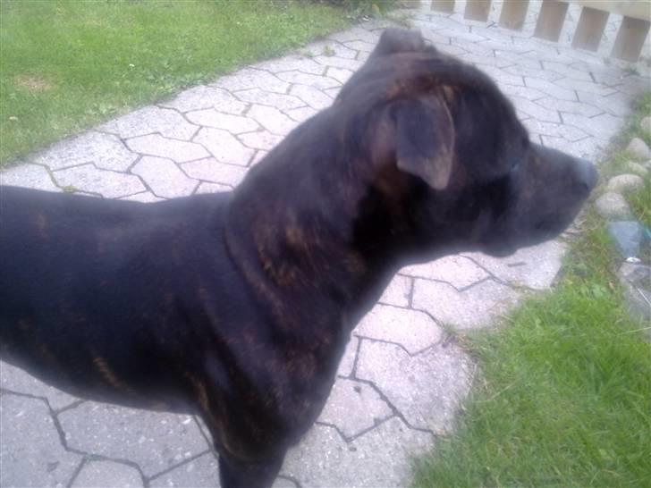 Staffordshire bull terrier Tyson billede 9