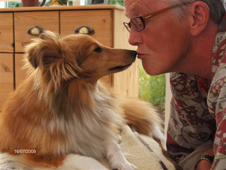 Shetland sheepdog Petter Poulsgaards  billede 2
