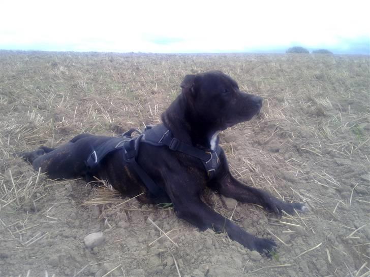 Staffordshire bull terrier Tyson billede 10