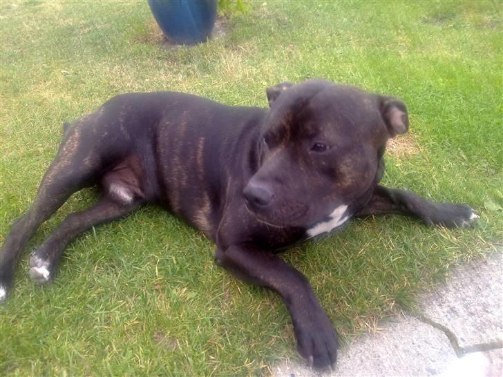 Staffordshire bull terrier Tyson billede 11