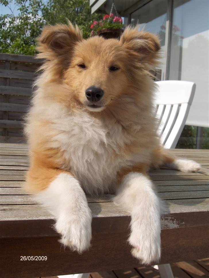 Shetland sheepdog Petter Poulsgaards  - Petter fra Maj 2009 billede 3