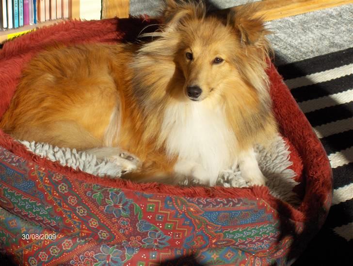 Shetland sheepdog Petter Poulsgaards  billede 5
