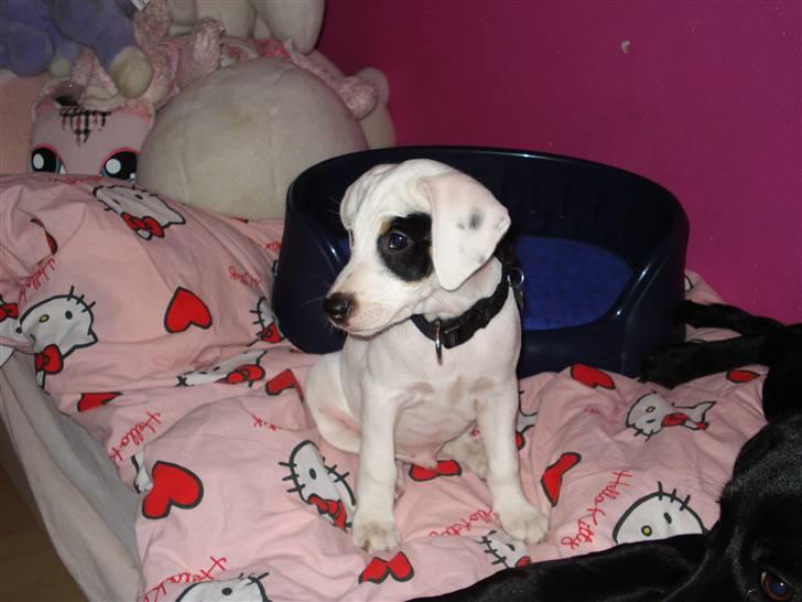 Dansk svensk gaardhund felix billede 3