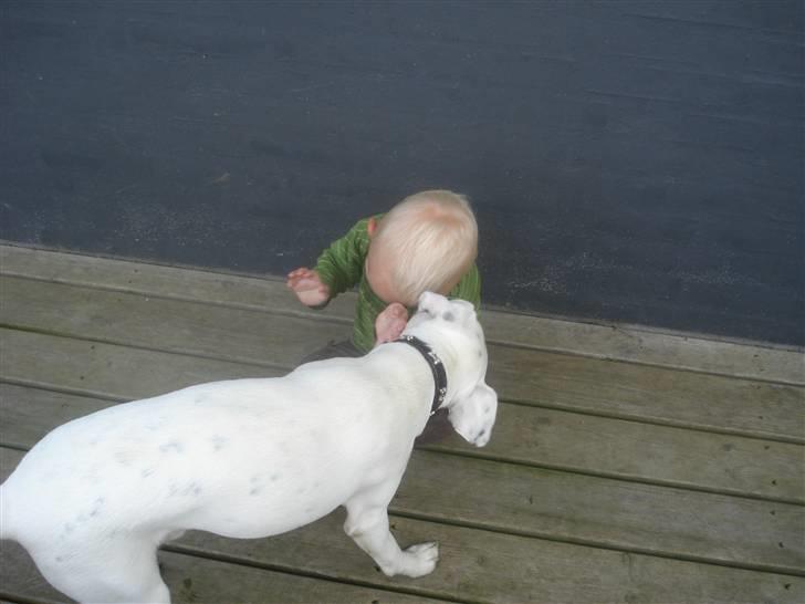 Dansk svensk gaardhund felix - vil du har et kys billede 2