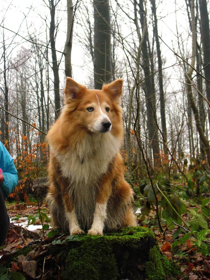 Shetland sheepdog Mille - velkommen til Milles profil:D  billede 1