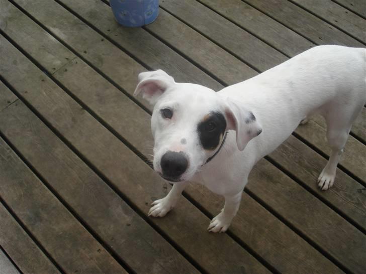 Dansk svensk gaardhund felix - velkommen til felix s profil billede 1