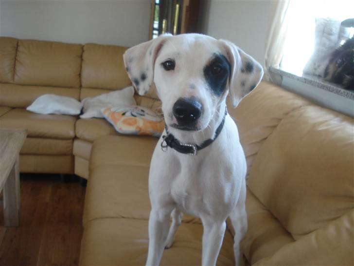 Dansk svensk gaardhund felix billede 4