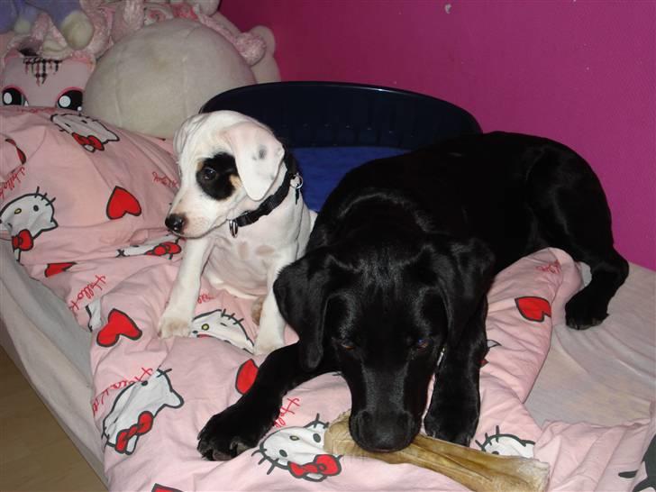 Dansk svensk gaardhund felix billede 5