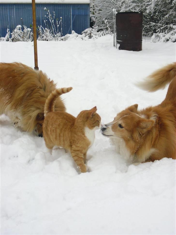 Shetland sheepdog Mille - Mille og Gaffel :) billede 2