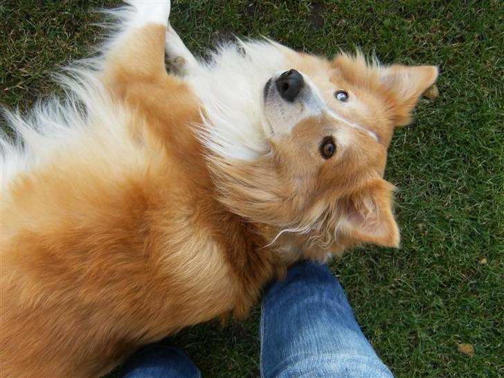 Shetland sheepdog Mille - Lykken er som en lille fugl, der flyver og kommer tilbage, gid den hos dig må finde et lille skjul, og blive der alle dage. billede 3