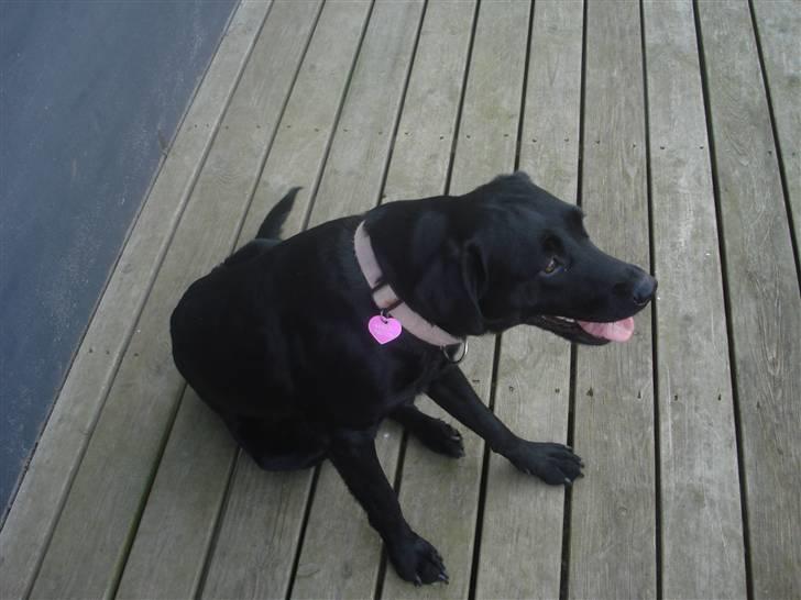 Labrador retriever malou billede 3