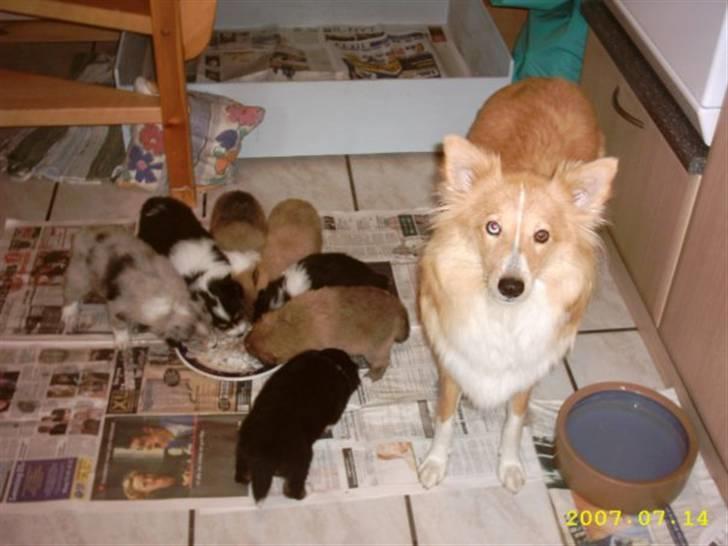 Shetland sheepdog Mille - Mille og hendes hvalpe... set fra venstre har vi: Keiser, Tosca, Montie, Coco, Sally, Frida og Emil.... OBS. hvalpene kan have skiftet navn self :D. (billedet er gammelt så nej Mille har ikke lige fået et kul hvalpe :P) billede 4