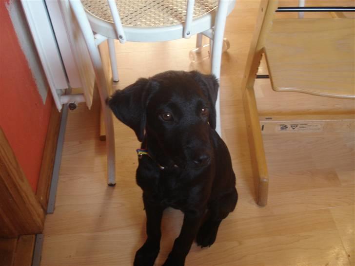 Labrador retriever malou - det var den dag vi fik hende  billede 4