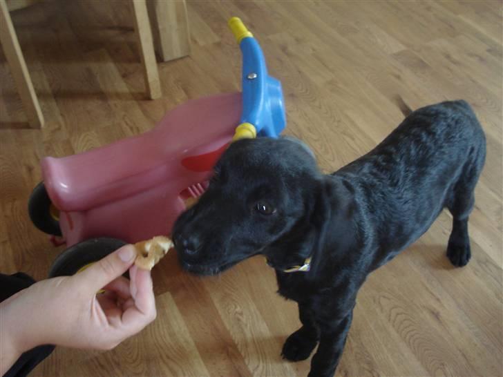 Labrador retriever malou billede 5