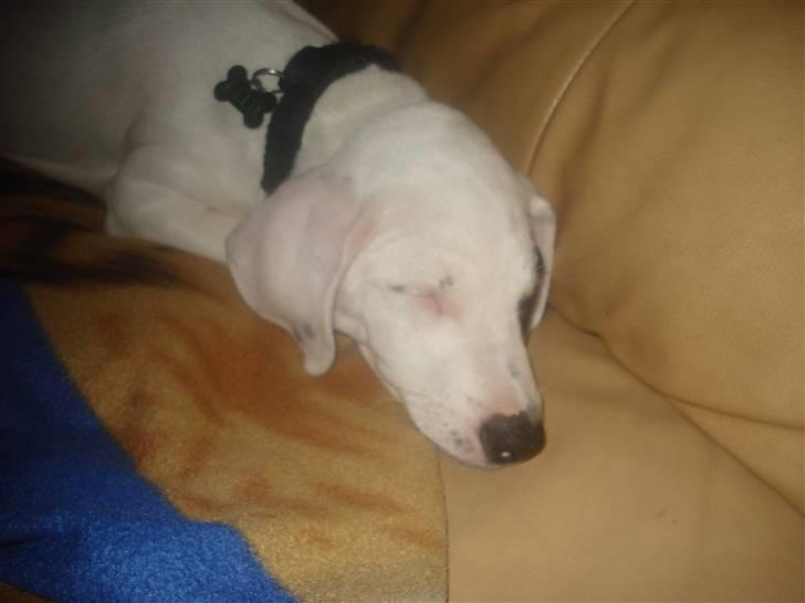 Dansk svensk gaardhund felix billede 6