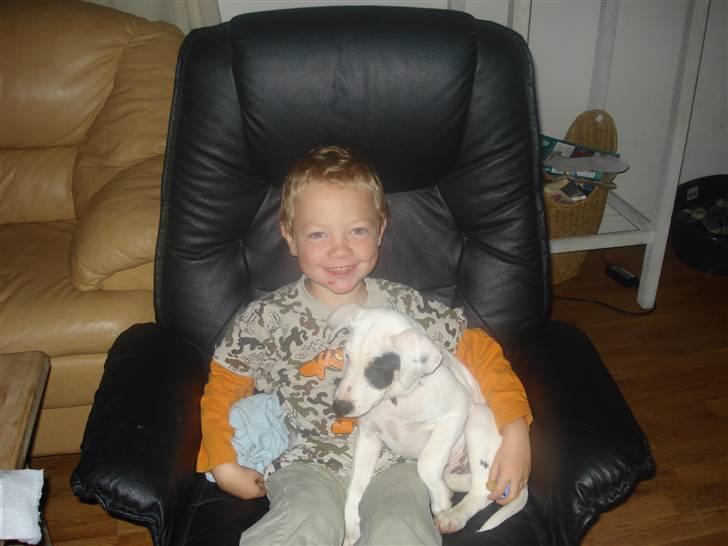 Dansk svensk gaardhund felix billede 7