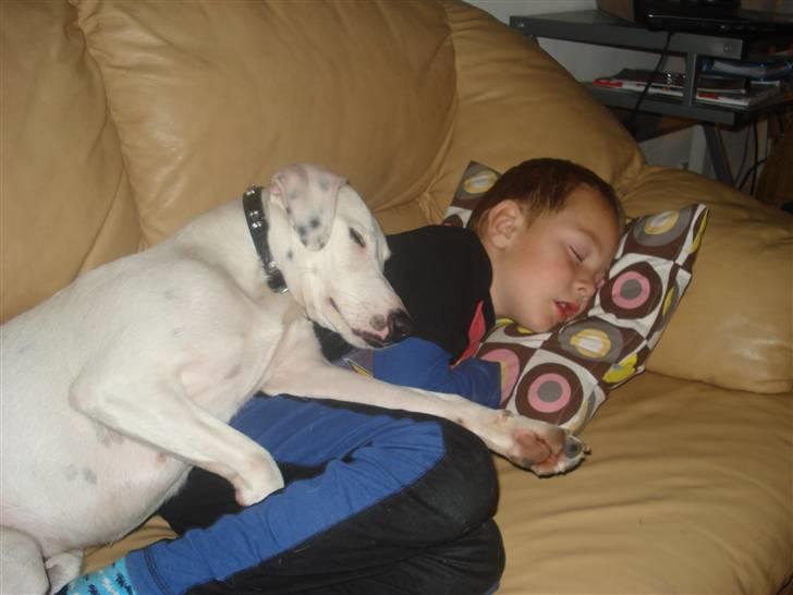 Dansk svensk gaardhund felix billede 8