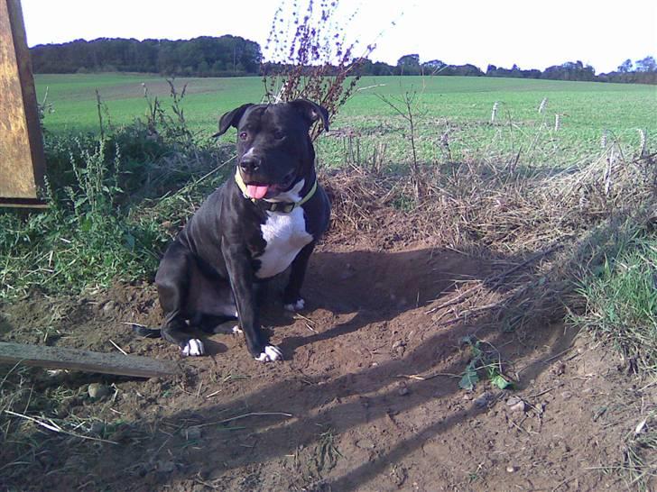 Amerikansk bulldog Manto "min mor´s" - en stolt manto lige efter han har gravet fri. så jeg kunne komme af med mit møg. han var bare så dygtig :) billede 20
